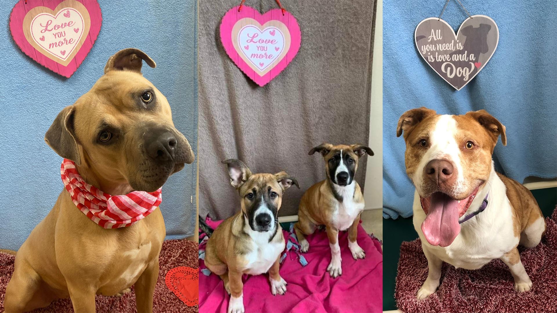 Four adoptable dogs pictured with Valentine's Day decorations