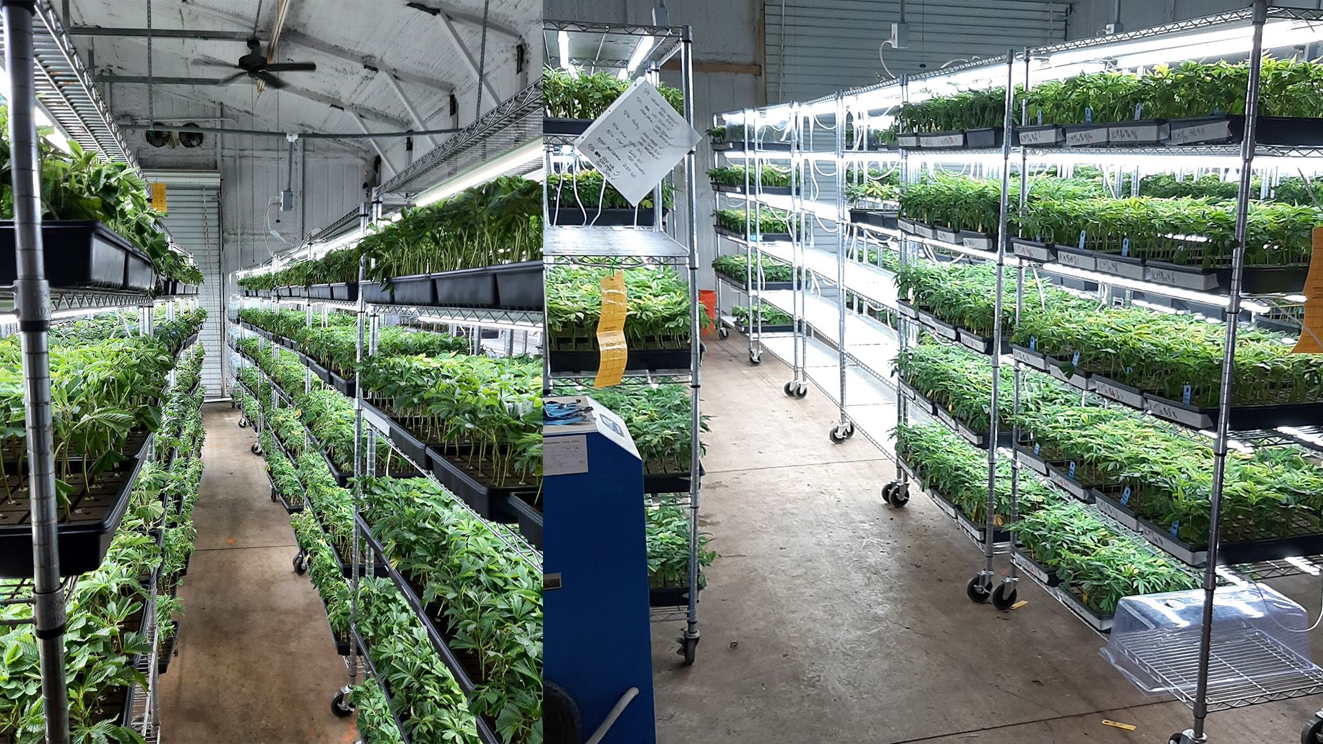 Rows of cannabis clones