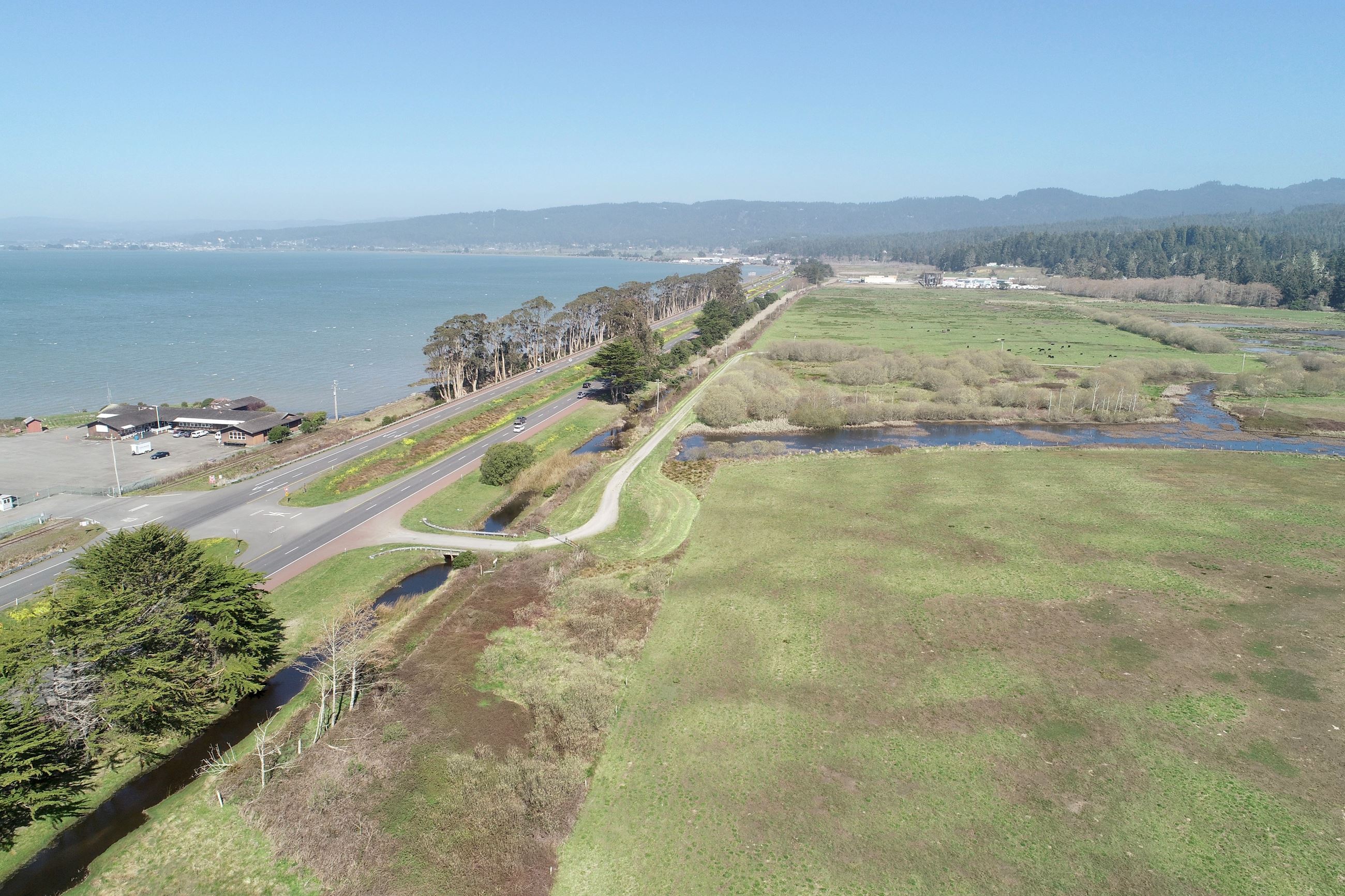 Northern Section of Eucalyptus Trees on U.S. 101
