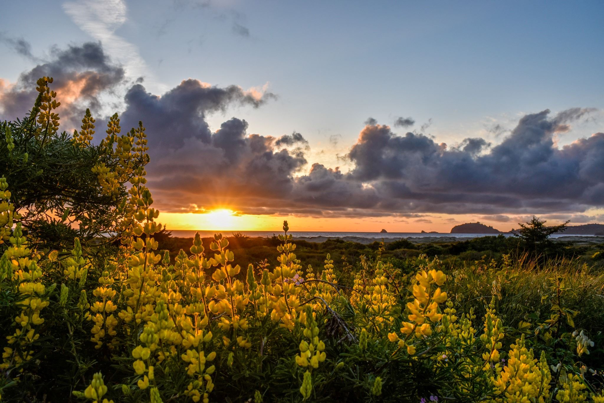 Sunset at Clam Beach with Yellow Lupine by Lisa Wilhelmi Perkins