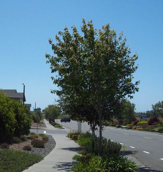 Urban road emphasizing the sidewalk and landscape strip