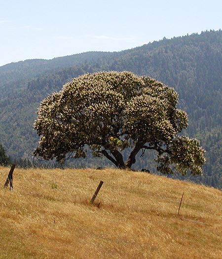 Tree on a hill