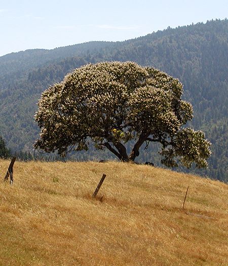 A beautiful green tree on a hill
