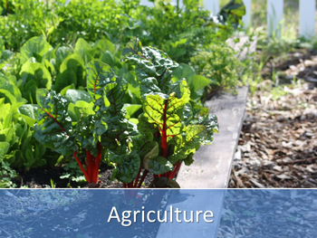 Beets growing in the garden