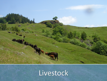Cattle grazing in field
