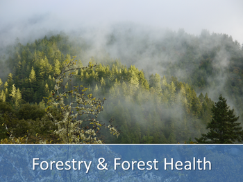Mist over a foggy forest