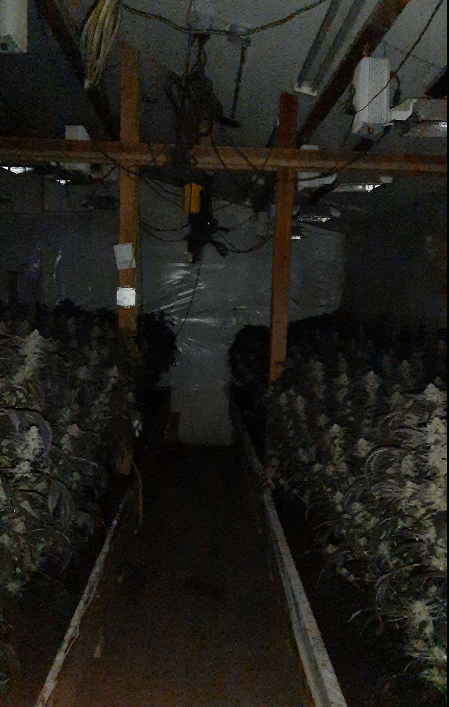 Indoor cannabis cultivation operation