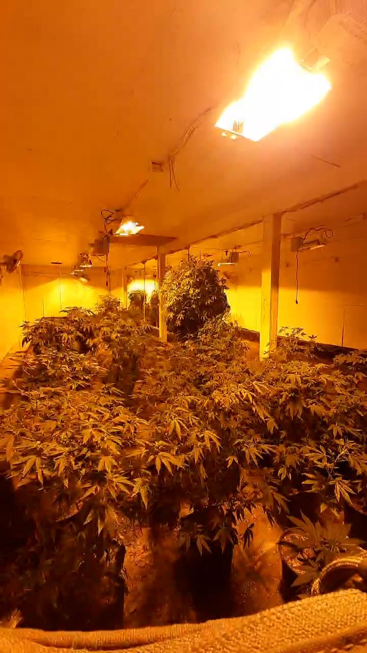 Indoor cannabis cultivation Myers Flat