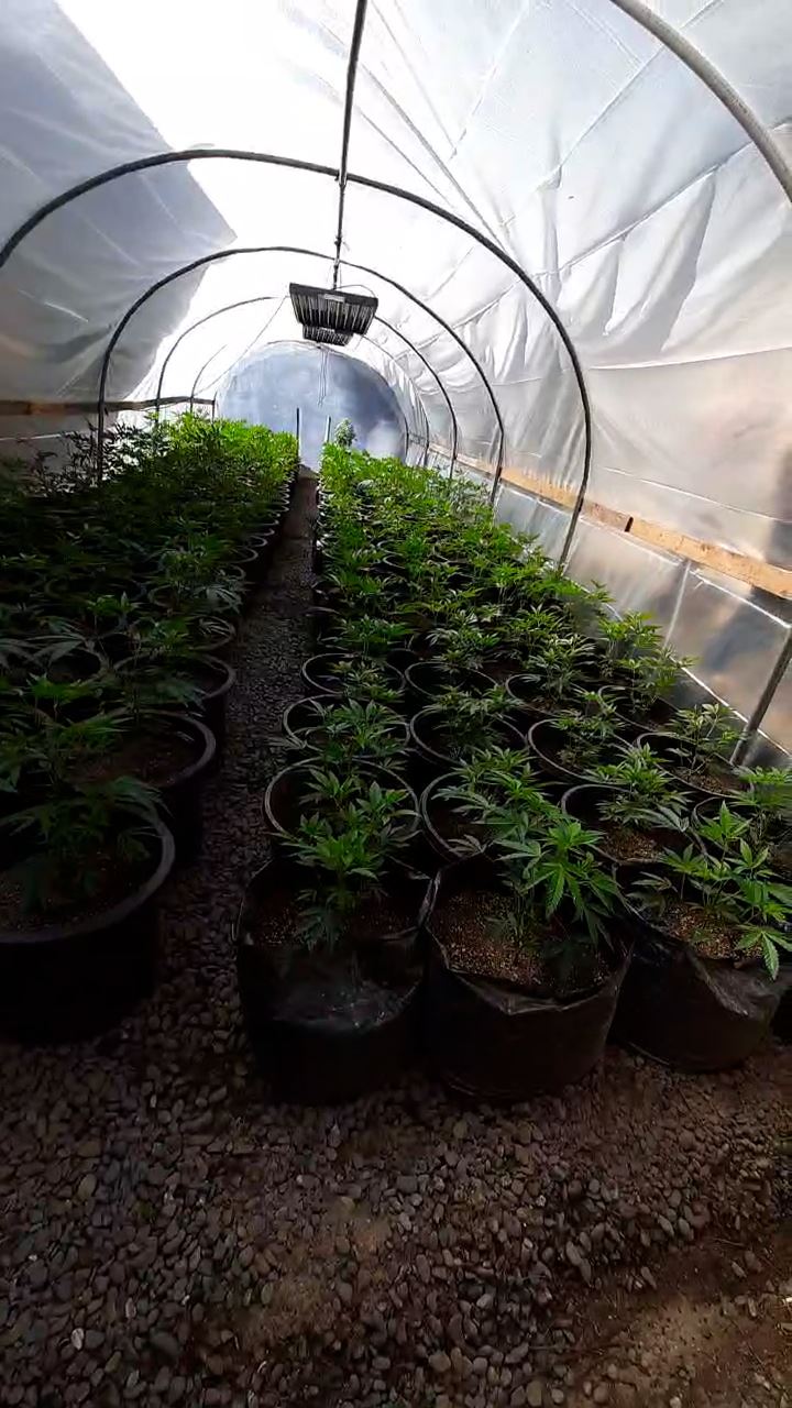 Cannabis cultivation in a green house Redway