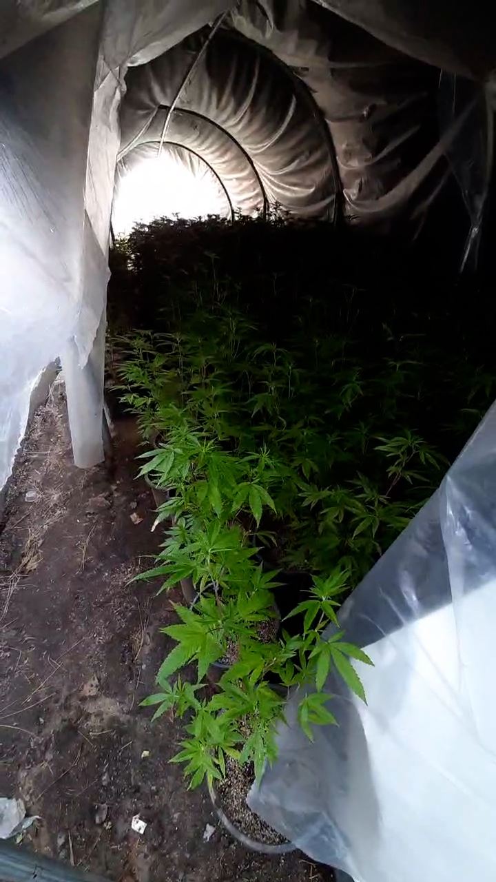 Cannabis cultivation in a green house Redway