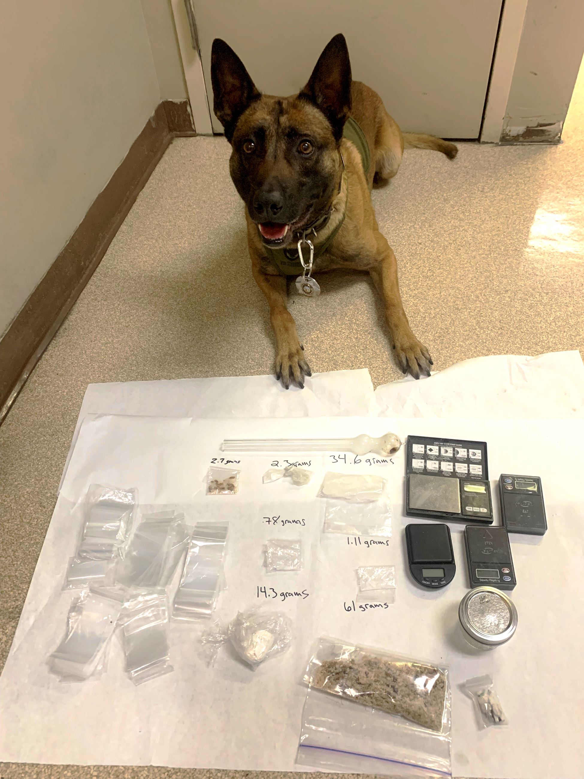 K9 Yahtzee with confiscated drugs
