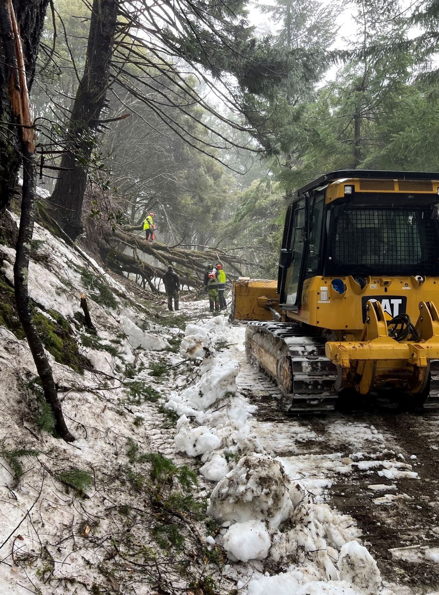 Downed tree blocking access of bulldozer