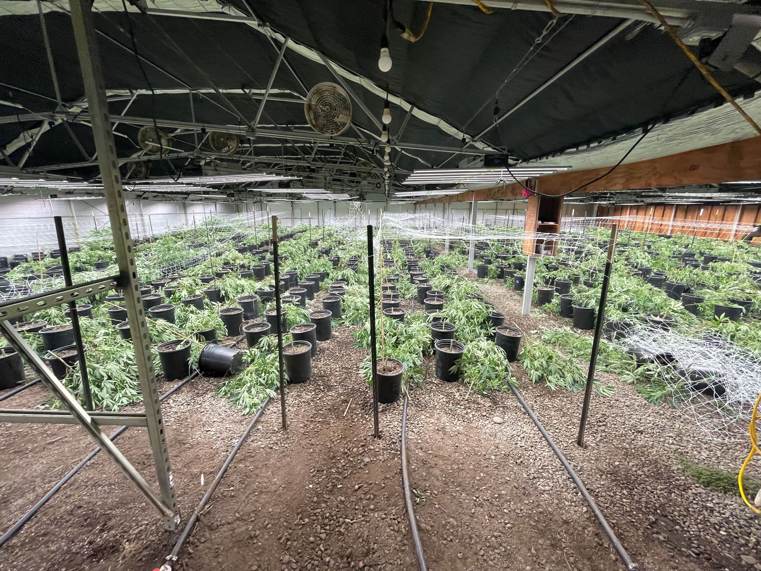 Indoor Marijuana Grow
