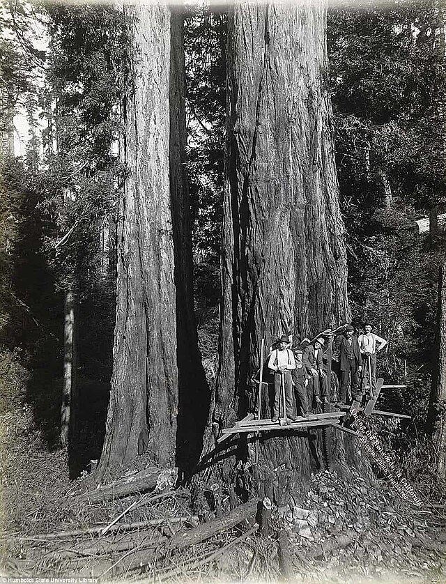 Lumberjacks standing next to a redwood in Humboldt County, California. Circa 1915
