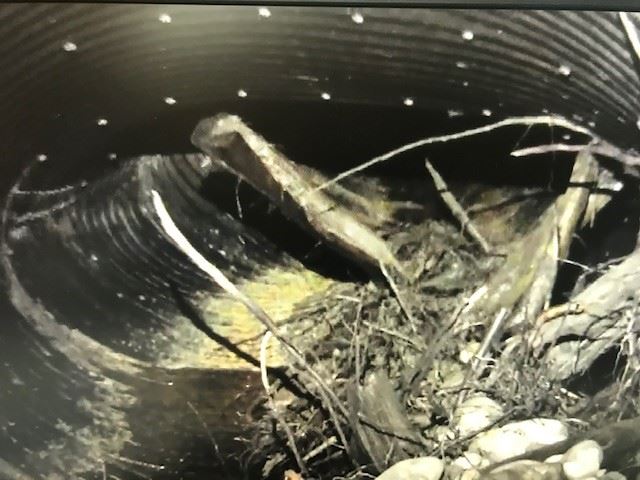 Briceland Thorne  from Video8 11_08_19