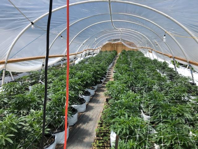 Cannabis growing in a greenhouse