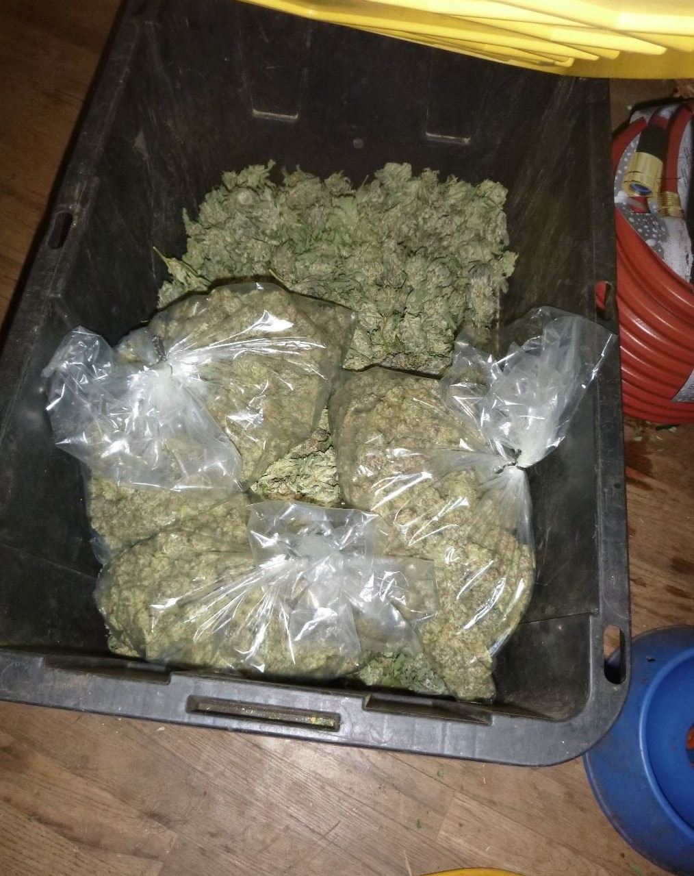 Packaged cannabis bud