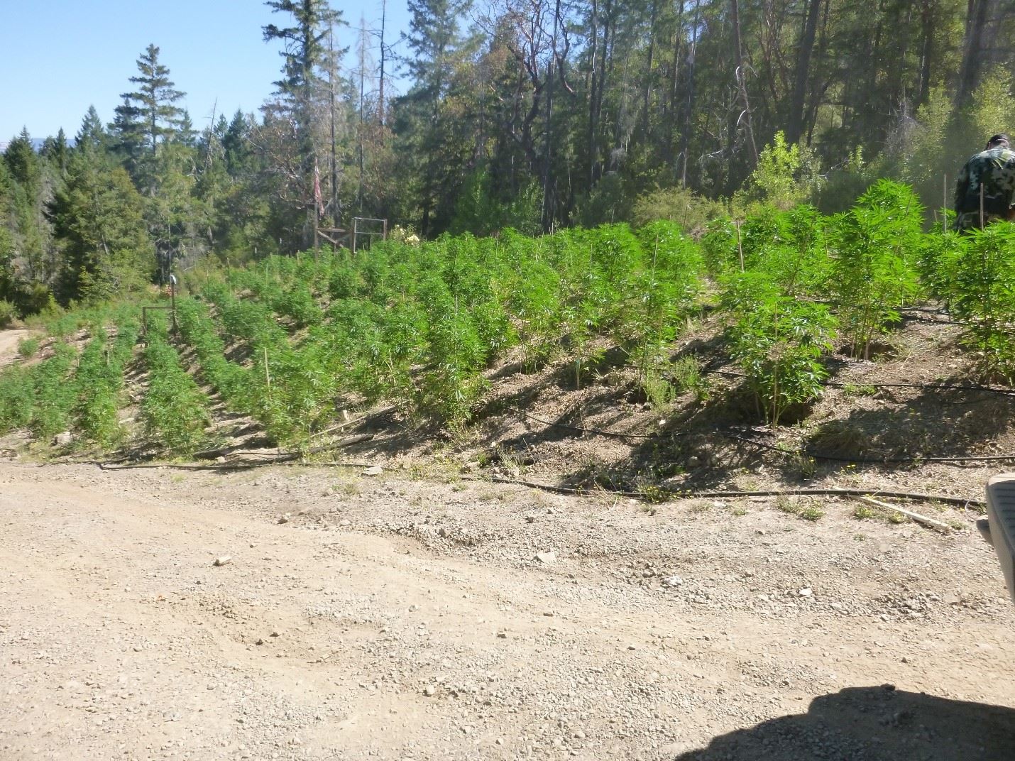 Illegal grading and cultivation.