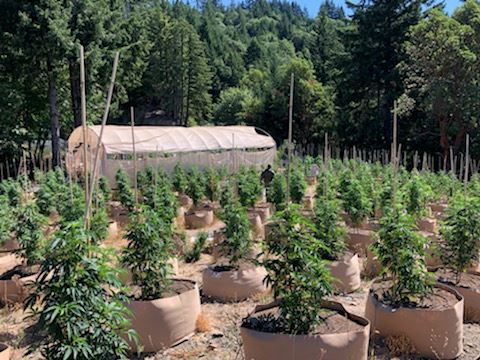 Cannabis growing outdoors