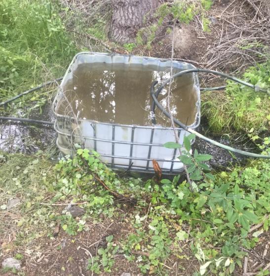Water being diverted to cannabis grow