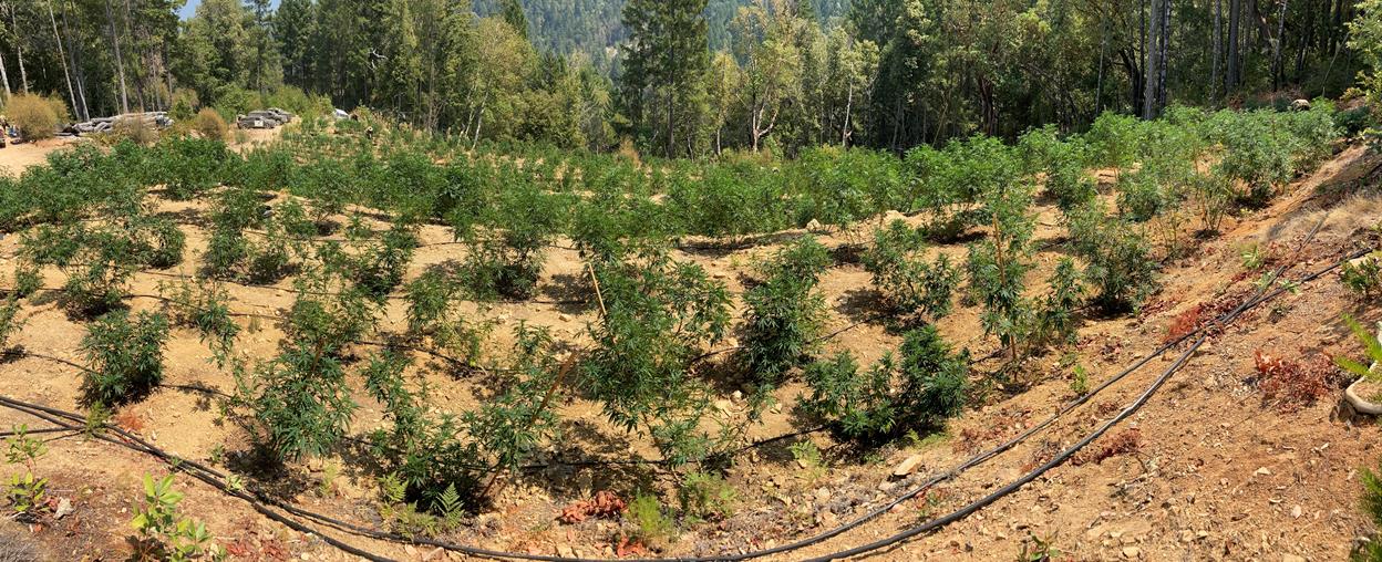 Illegal cannabis cultivation