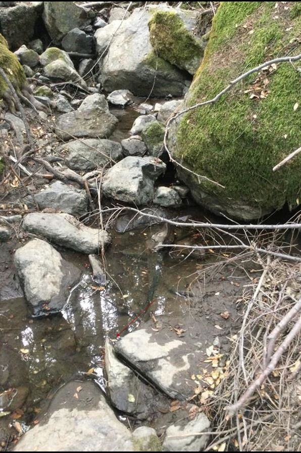 Unscreened irrigation line(see Red Arrow) used to divert majority of remaining surface water to ille