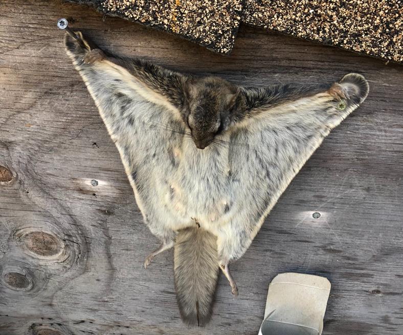 Dead Flying Squirrel