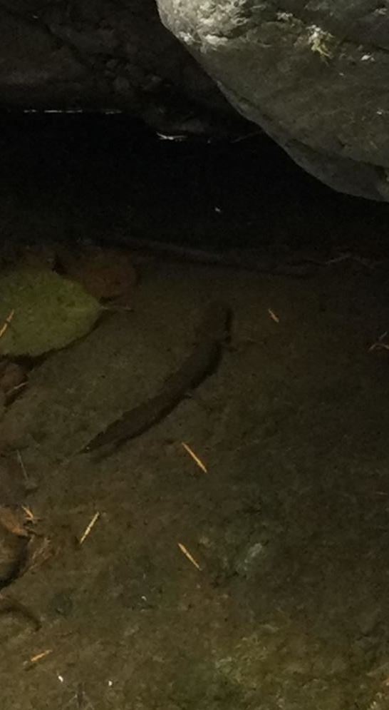Coastal Giant Salamander larvae