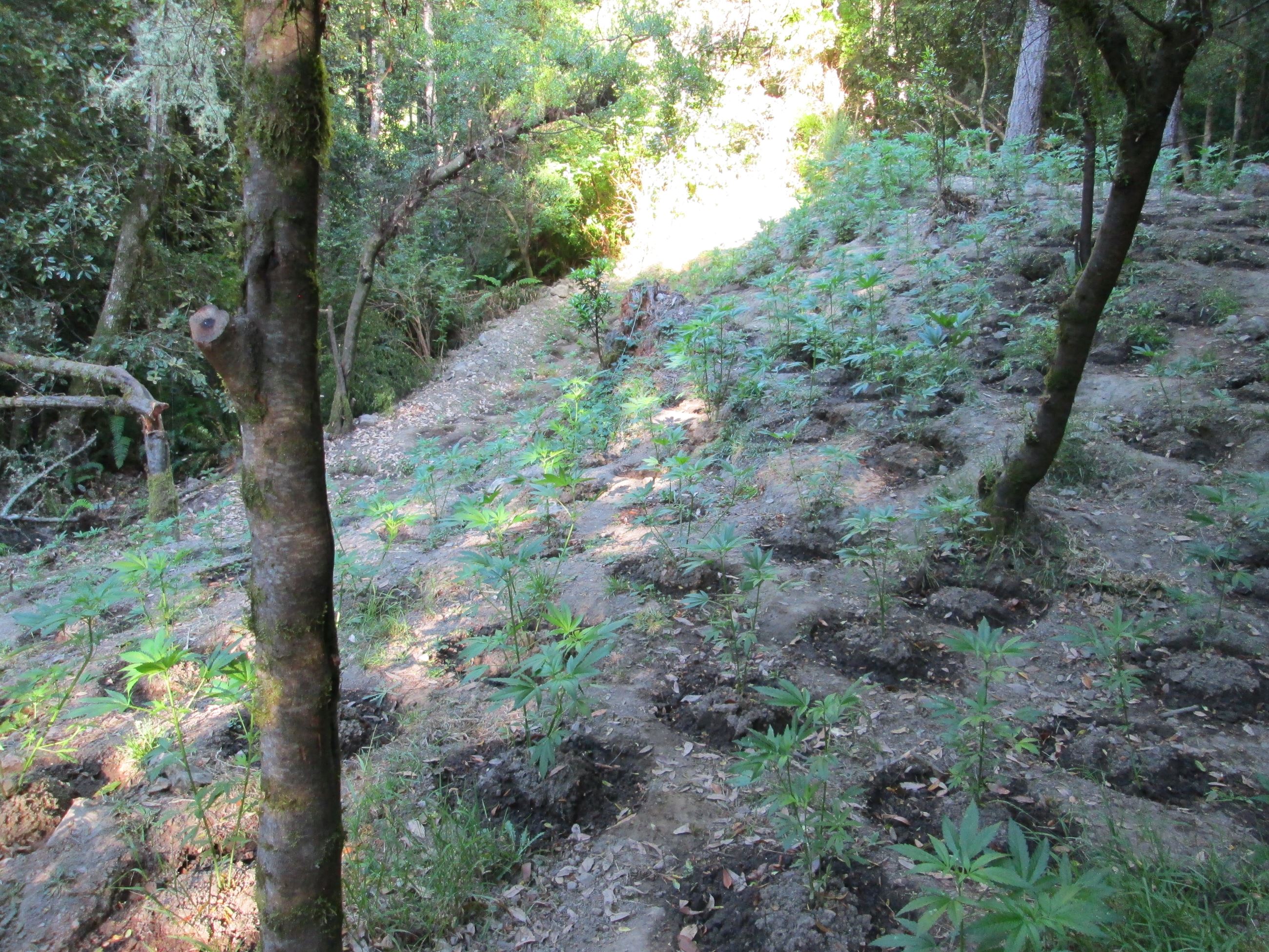 Trespass Marijuana Grow - 201603359