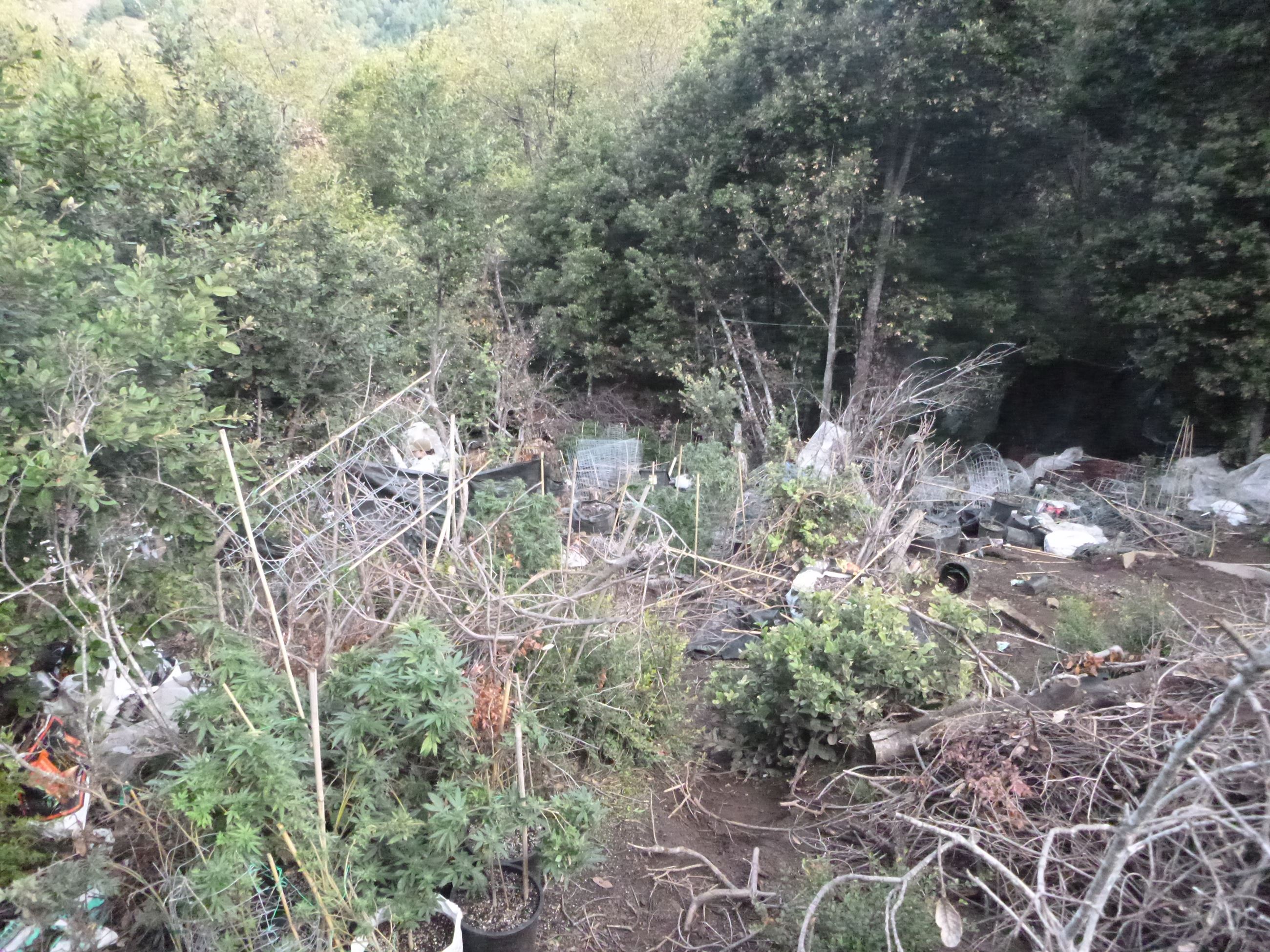 Marijuana Eradication - Case 201605245