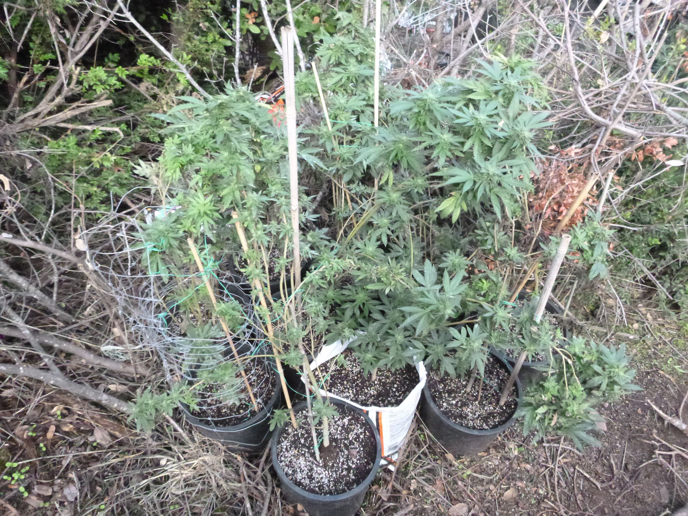 Marijuana Eradication - Case 201605245