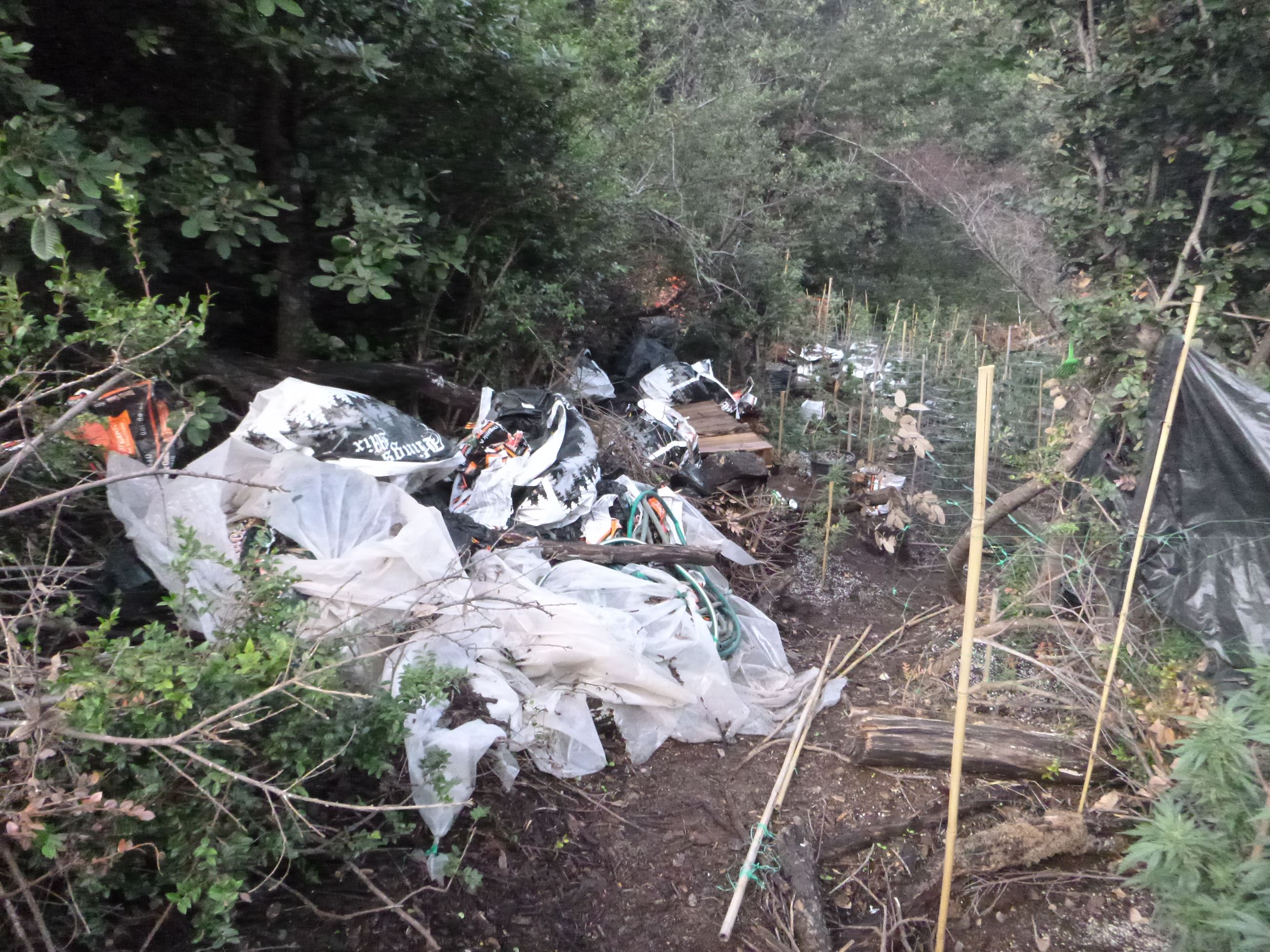 Marijuana Eradication - Case 201605245