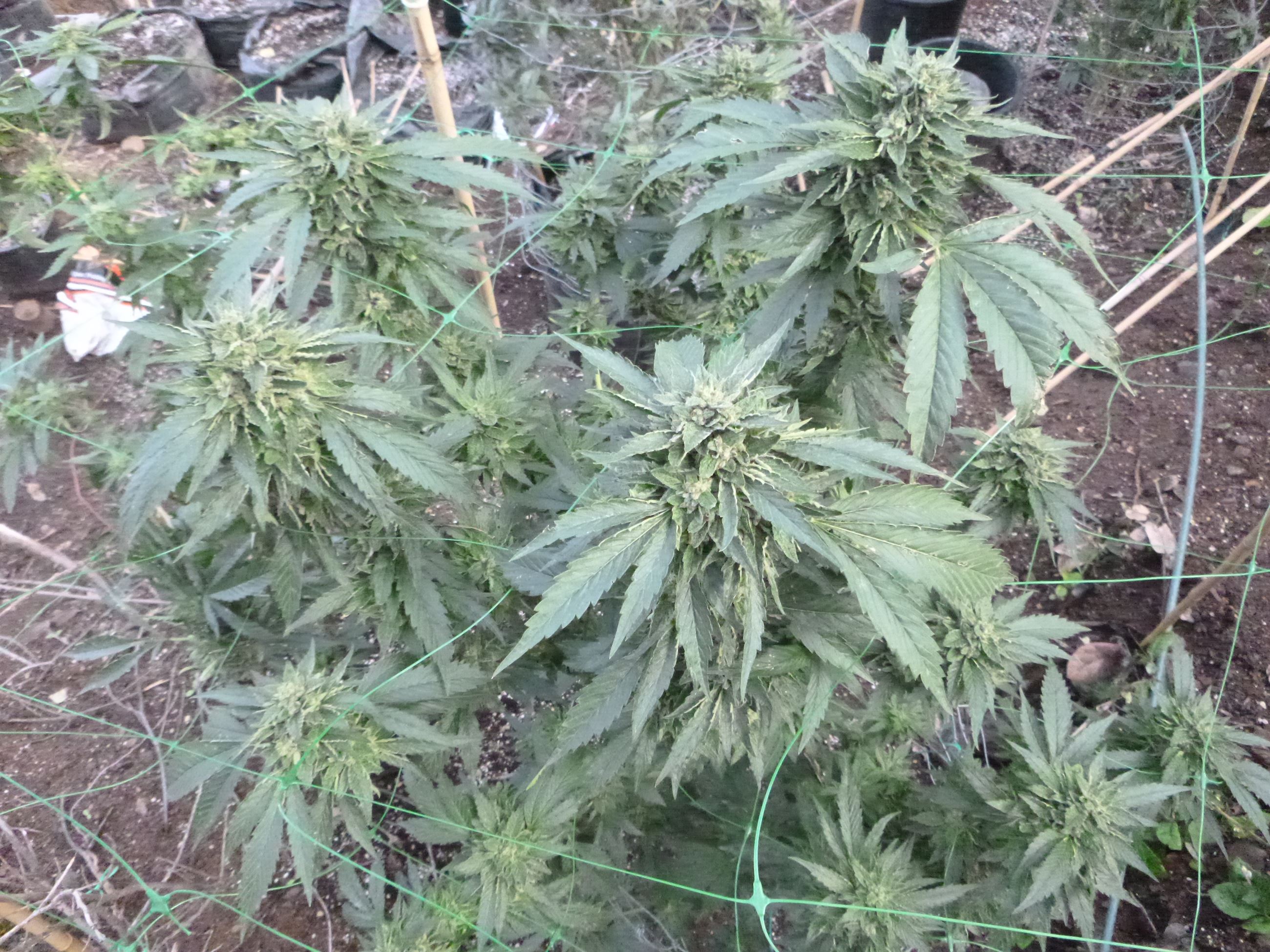 Marijuana Eradication - Case 201605245