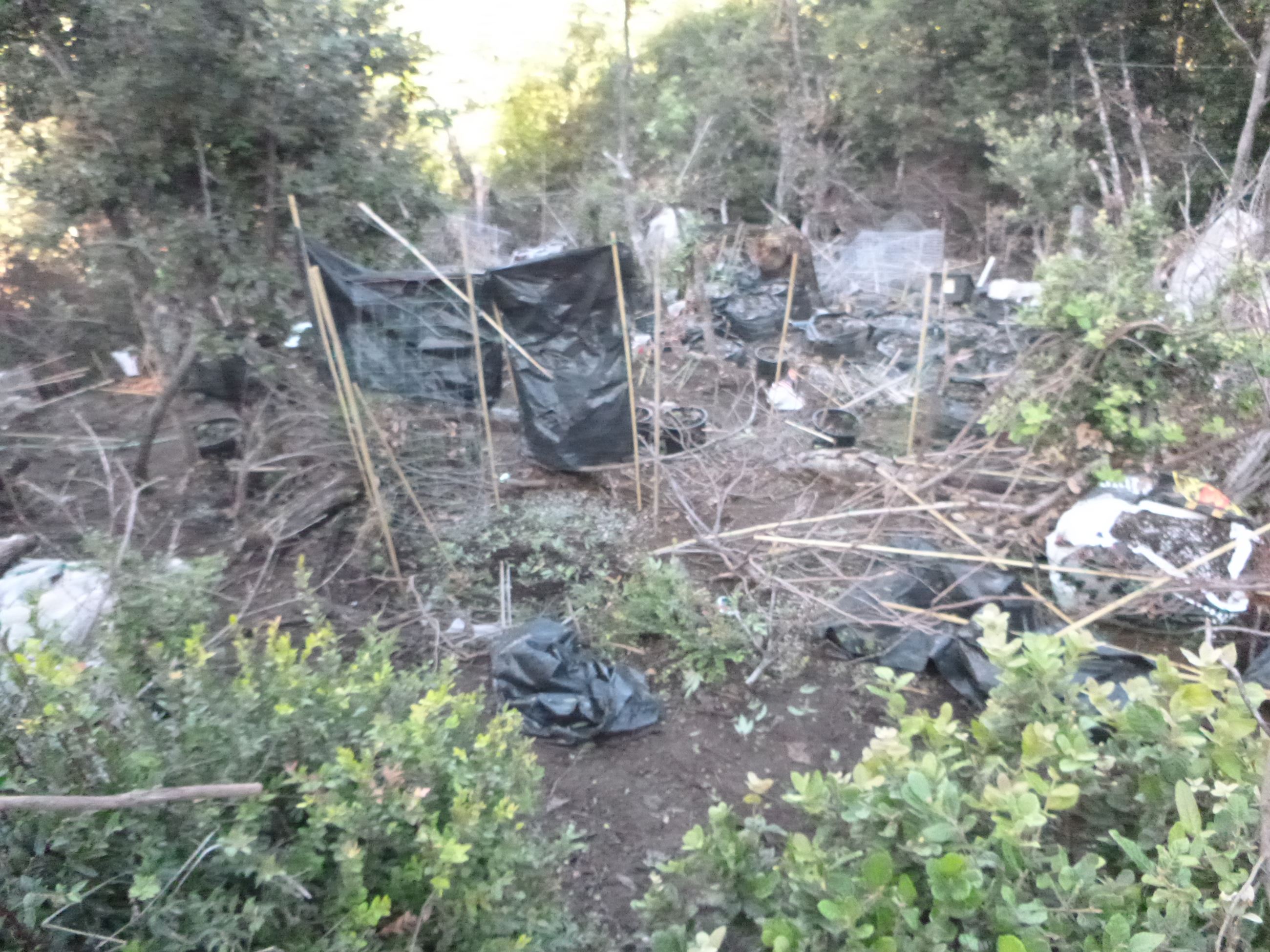 Marijuana Eradication - Case 201605245