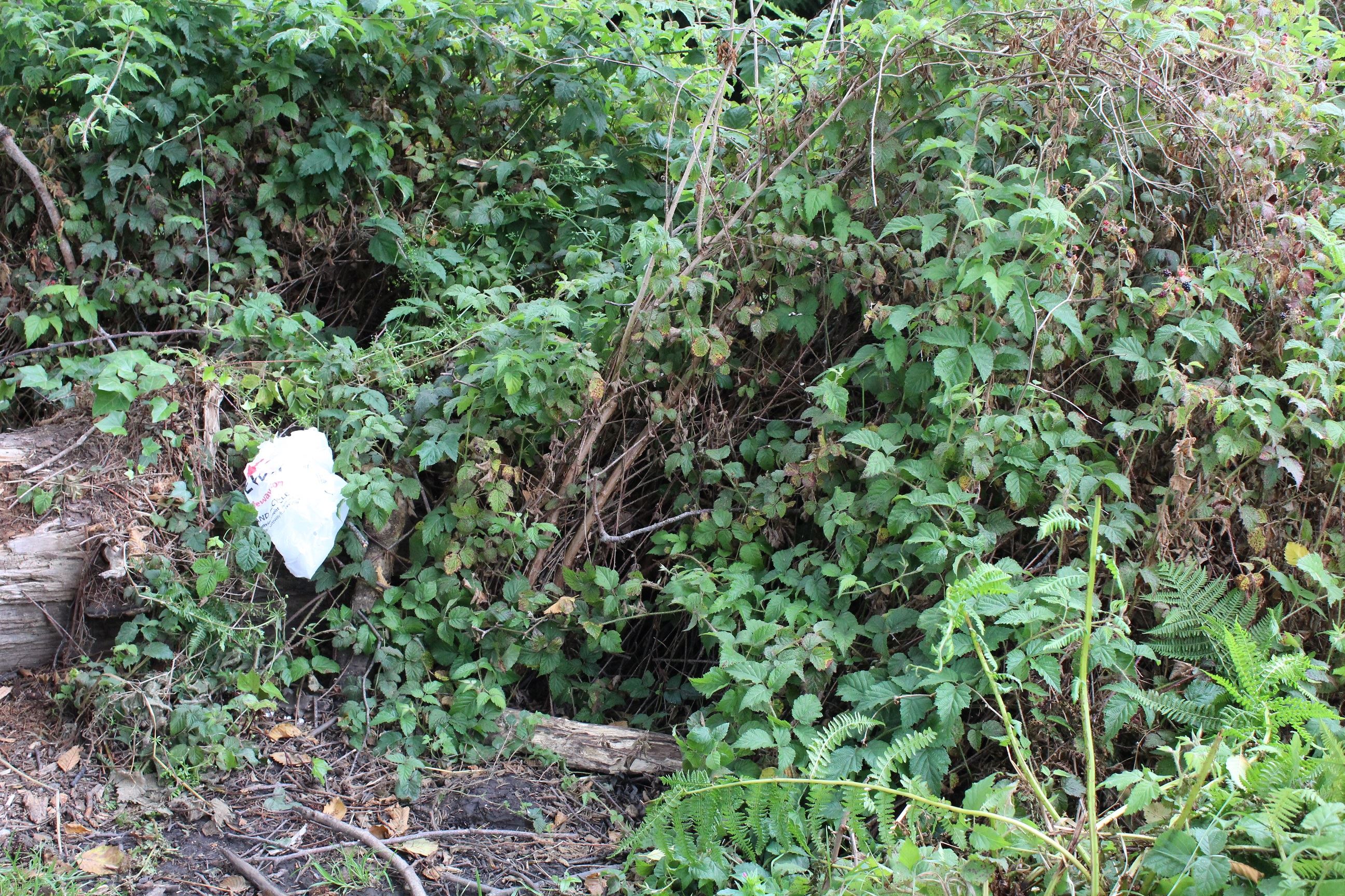 Central Avenue Camp #2