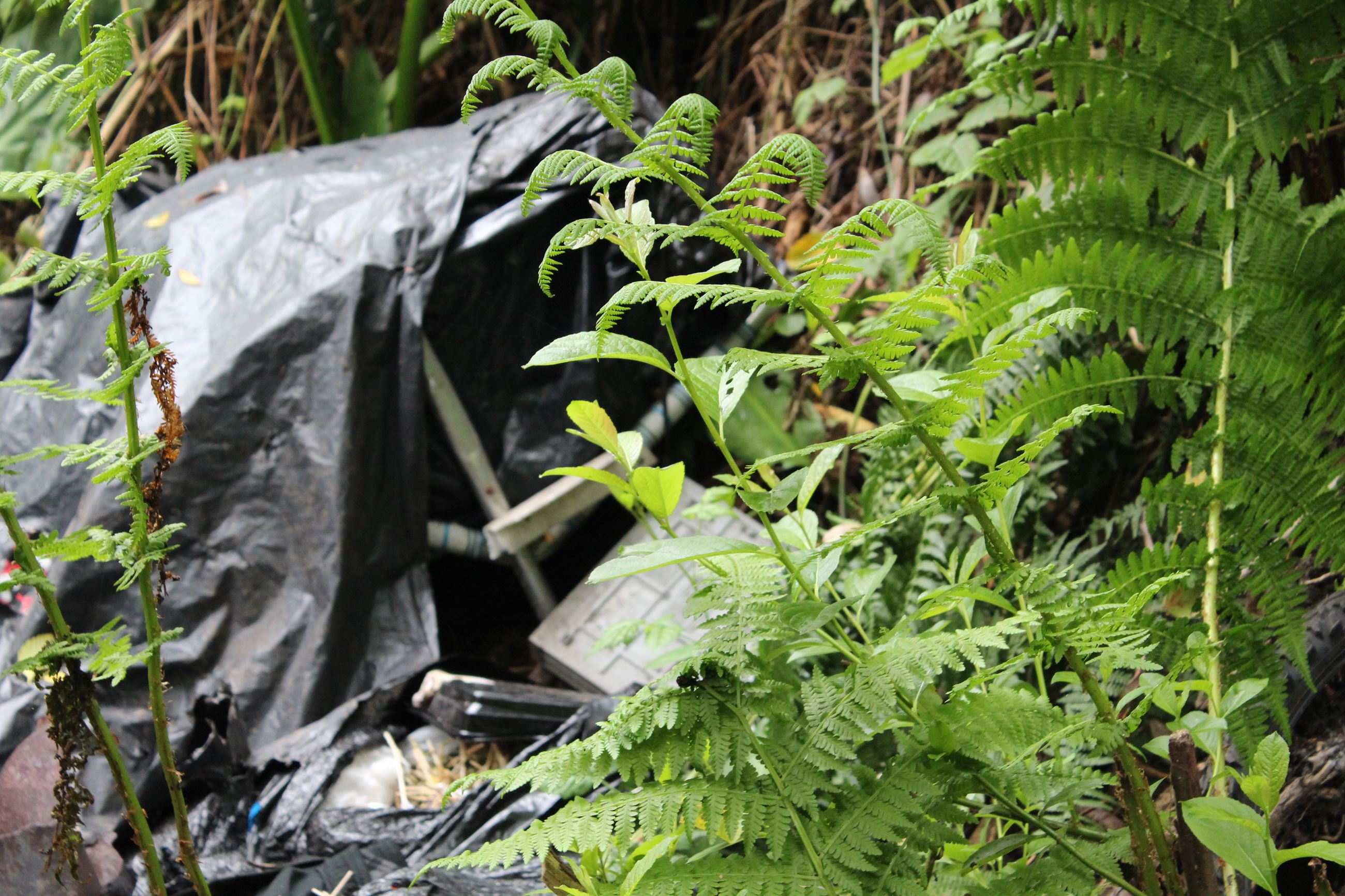 Central Avenue Camp #2