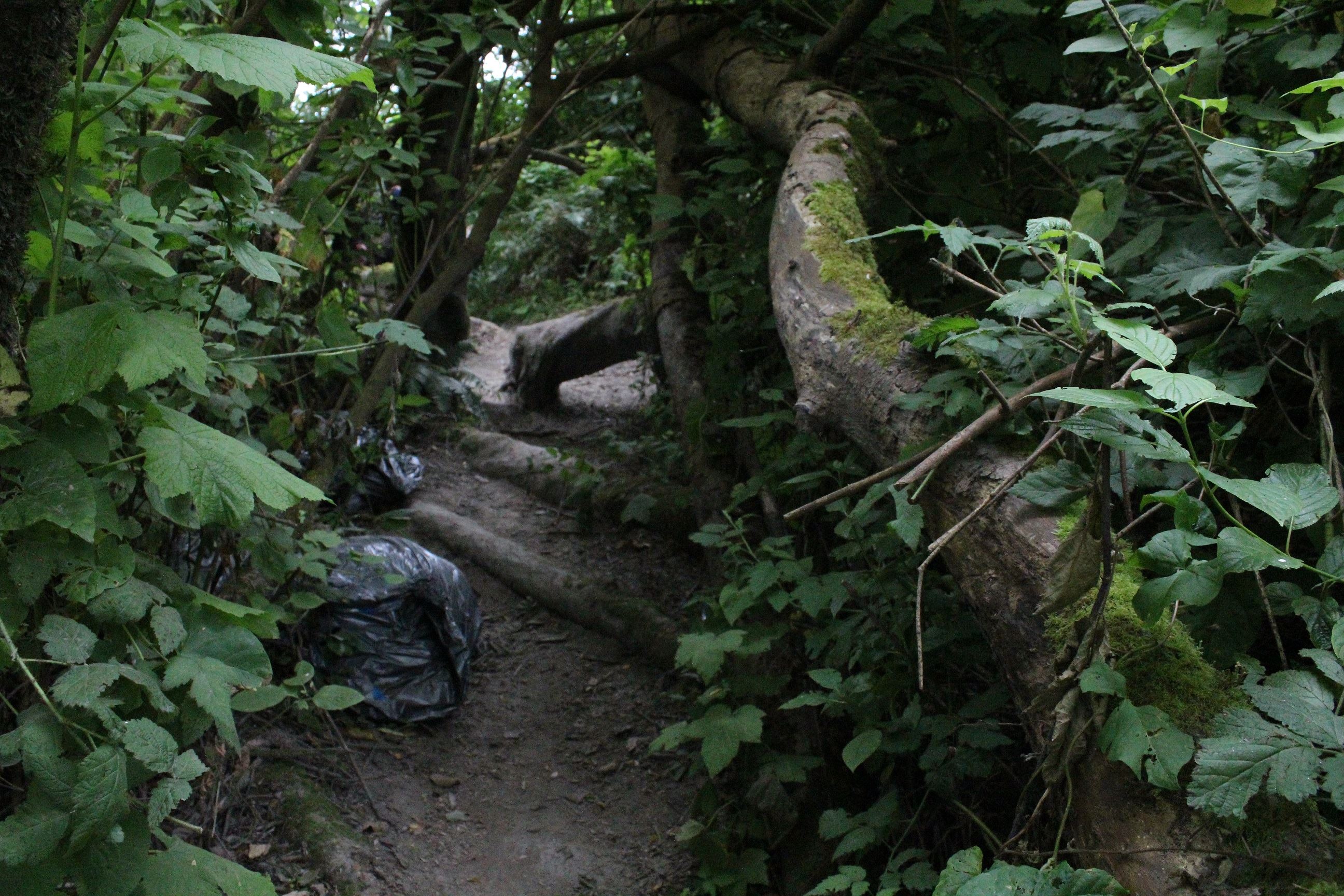 Mad River Campsite #2