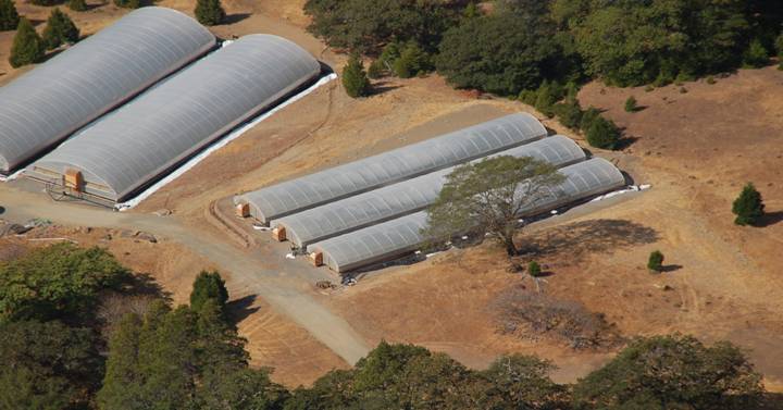 Five green houses - two are commercial sized and three are smaller